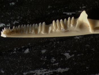 Media type: image;   Herpetology R-132837